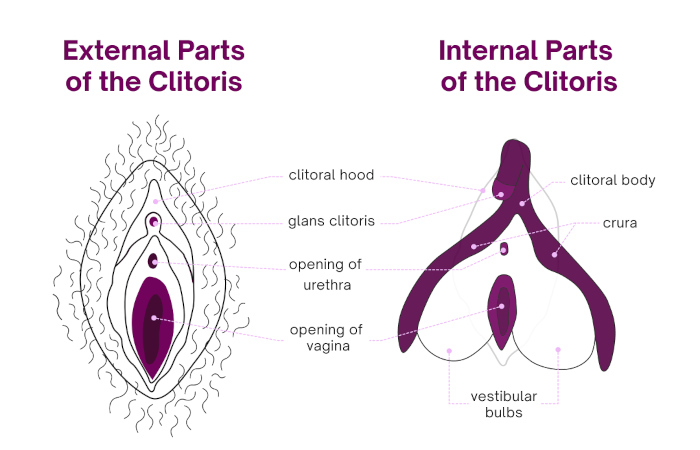parts of clitoris